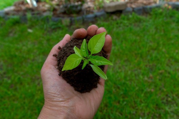 Допоможе сіно: вирощування розсади солодкого перцю для відкритого ґрунту  