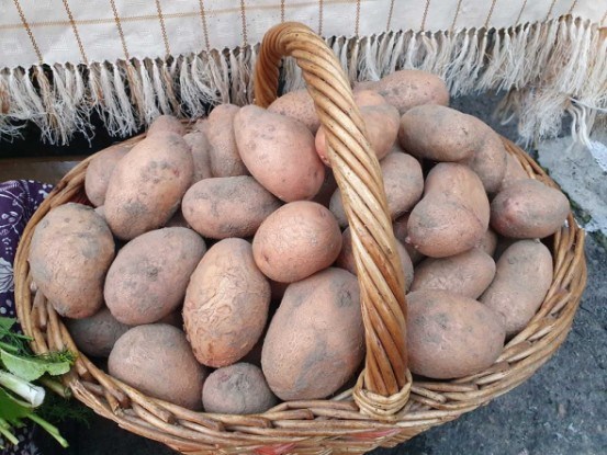 Картопля для всієї родини: досвід вирощування сортів німецької та вітчизняної селекції 