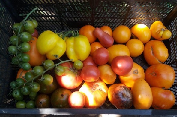 В оточенні екзотики: вирощуємо &quot;коллекційні&quot; сорти помідорів 