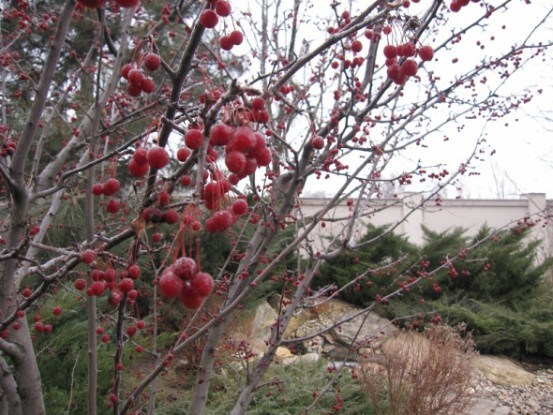 Зима їх не злякає: морозостійкі декоративні дерева і кущі для садиби  