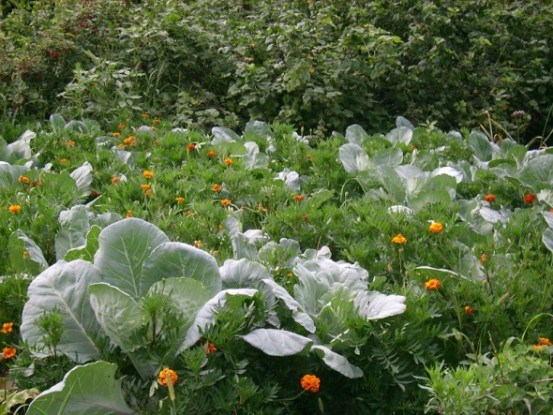 Добрі сусіди: враховуємо сумісність різних овочевих рослин у змішаних посадках