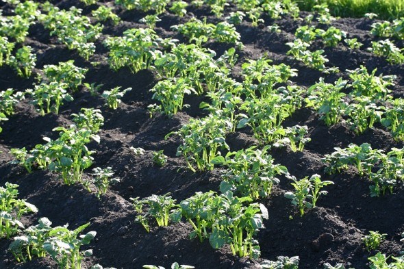 За сучасними технологіями: досвід вирощування та оновлення продуктивних сортів картоплі 