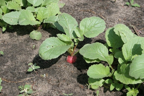 Редис – осінній сюрприз: повторні посіви сортів для пізнього споживання 