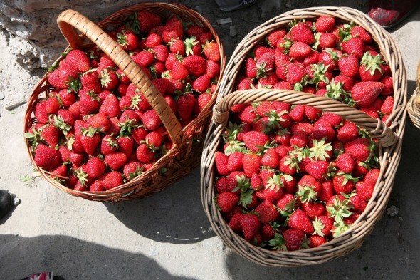 Не перестане дивувати ягодами: досвід вирощування великоплідної садової суниці 