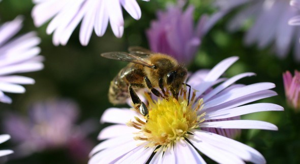 Загроза для бджіл