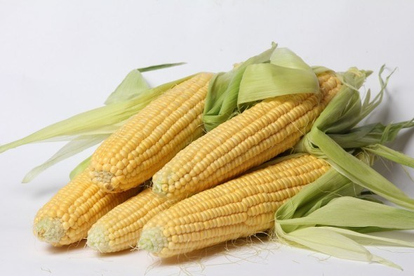 Цукрова кукурудза: особливості вирощування 