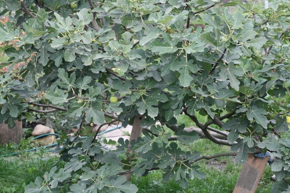 Щоб смоківниці родили: формування дерев інжиру у відкритому ґрунті 