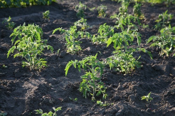 Гра за правилами: вирощування помідорів у відкритому ґрунті  