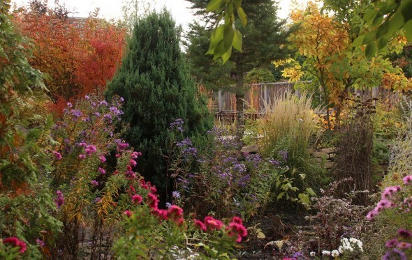 Ніжні та крихкі чари: декоративні і квітучі рослини для пізнього осіннього саду 