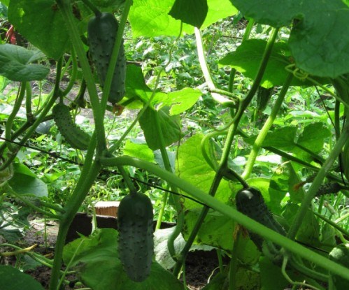 Улюблені до хрусту огірки: досвід вирощування сорту Атлантіс F1
