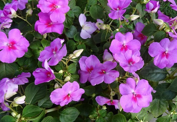 Бальзамин цветы фиолетовые