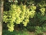 Десять лучших сортов винограда по итогам сезона 2007 года