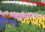 Идеи и краски голландской весны