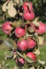 Яблоневые сады интенсивного типа в Польше