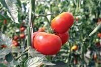 Здорові помідори: поради городника-любителя