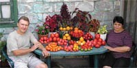 Осенний бенефис на томатных грядках