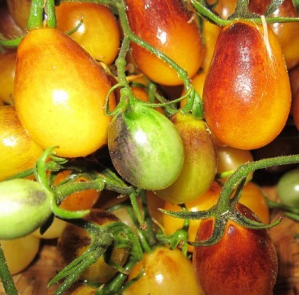 Indigo Kumquat