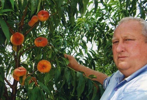 Насолода смаком: вирощуємо продуктивні сорти персика та нектарина Інжирний персик сорту Бельмондо