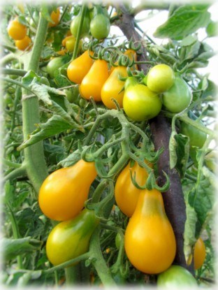 Сорт томатов черри Китайская груша желтая
