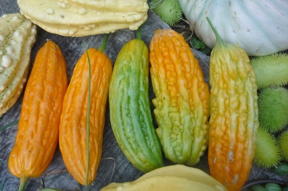 Всесильна тропіканка – момордика: вирощування, вживання в їжу та цілющі властивості плодів  