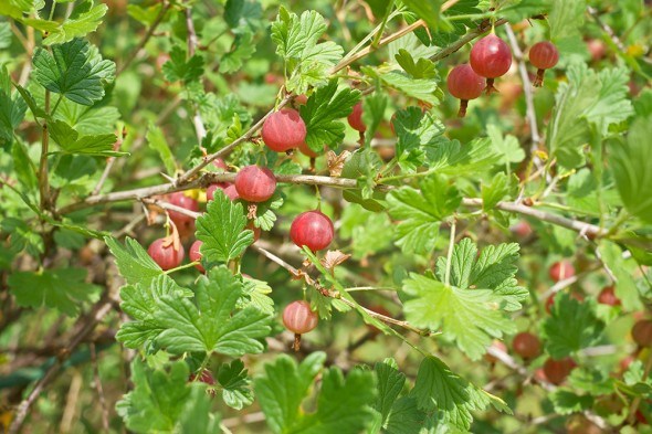  5 причин малого количества ягод на кустах смородины и крыжовника 