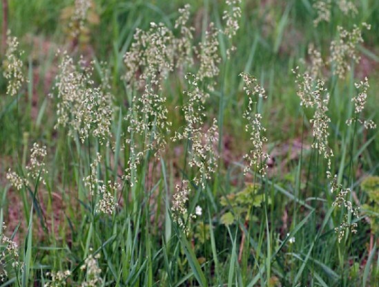 Чаполоч – священна трава: вирощування і використання цілющої зубрівки 