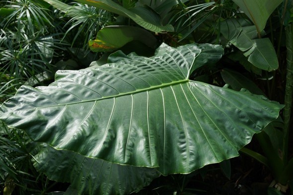 Кімнатні джунглі: вибираємо види пальм для закритого ґрунту 