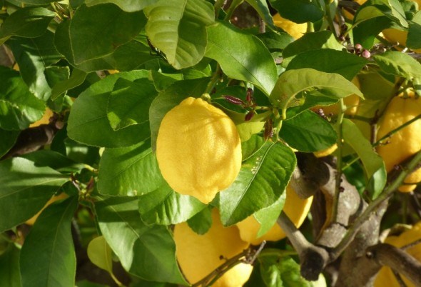 Лимонний колір здоров&#039;я: захист цитрусових від мальсеко, черні та меланозу 