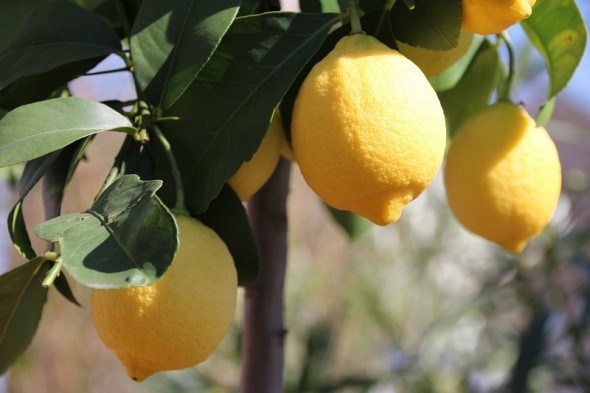 лимони захист 