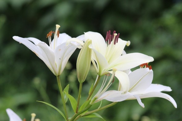 Біліше білого: види та сорти лілій з білим забарвленням квіток  