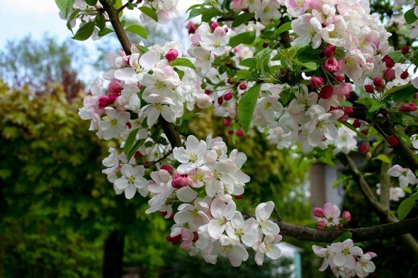 Сад плодовий розквітає: календар роботи для садоводів у травні 