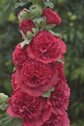 Мальва – красивый благородный цветок с высоким стеблем, усеянным крупными цветами