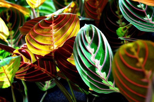 Растения С Декоративными Листьями Фото