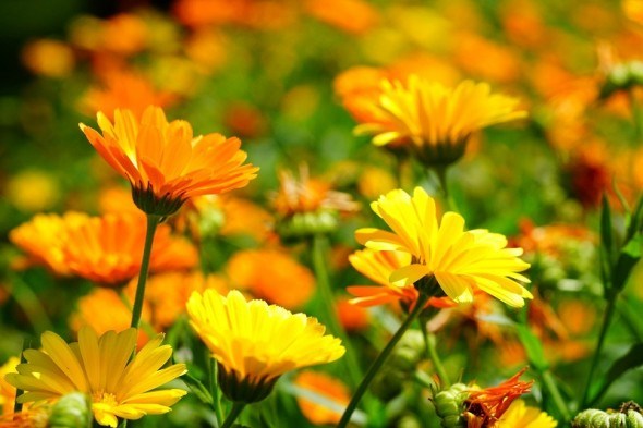 Сонячна квітка: цілющі властивості календули 
