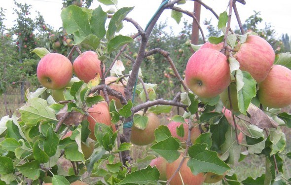 Сучасні технології для садоводів: закладаємо інтенсивний сад яблуні 