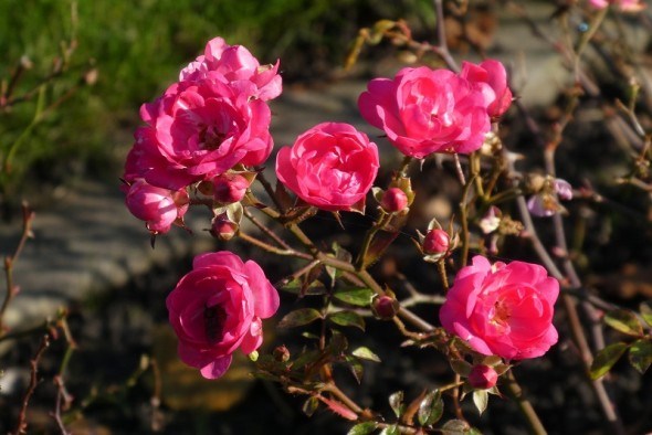 Королеви в мініатюрі: види карликових троянд та їх використання у садибі