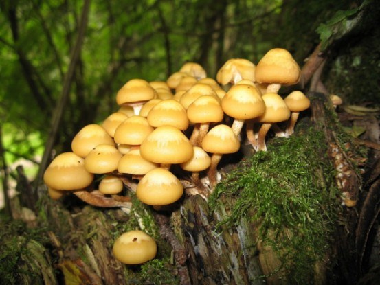 На пне растут грибы