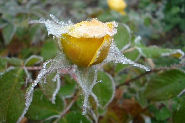Доглядаємо з весни до осені: кілька порад з підготовки троянд до зими 