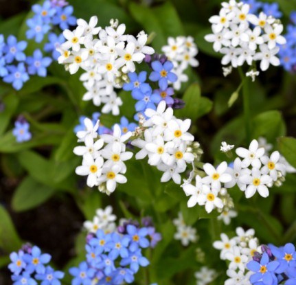 Незабудка – низкорослый цветок с толстым стеблем, начинающий цвести еще в мае