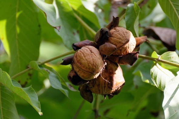 Від посадки до плодоношення: доглядаємо за деревами волоського горіха 