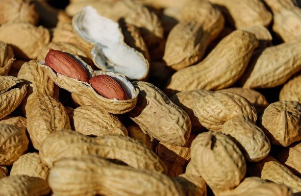 Смачний горіх земляний: особливості агротехніки арахіса 