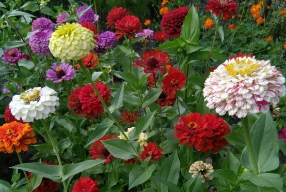 Фаворитка літніх квітників: сучасні сорти та гібриди цинії  