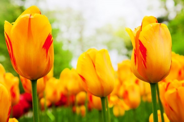 Приблизить наступление весны может ранняя выгонка тюльпанов 