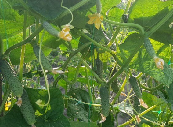 Літо в огірках: досвід вирощування партенокарпічних гібридів 