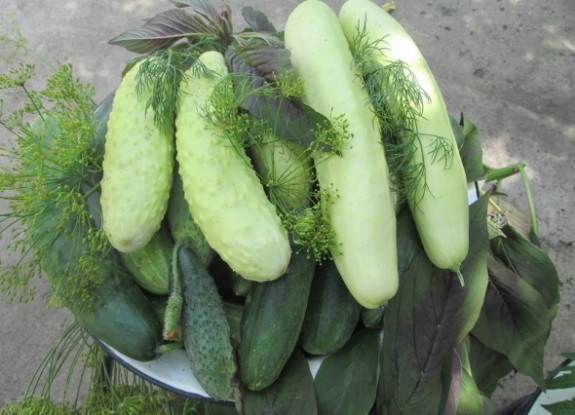 Без зайвої гіркоти: огірки-зеленці китайської селекції 