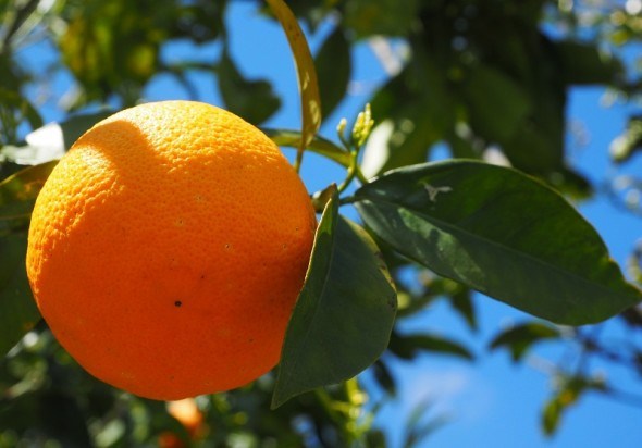 Апельсин: символ літа, достатку і любові 