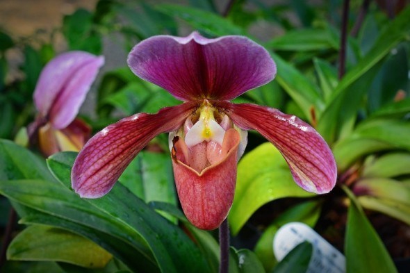 Чарівні черевички: сорти і види орхідей роду пафіопеділум 