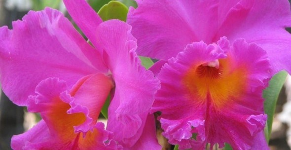 Королева орхідей: прекрасна катлея в умовах захищеного ґрунту 