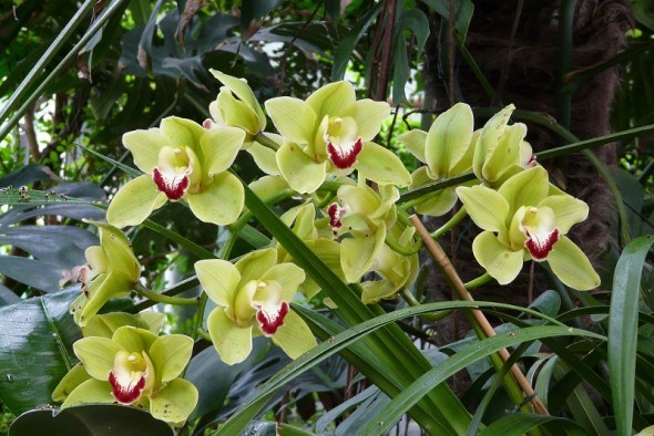Король пахощів серед орхідей: особливості вирощування цимбідіума