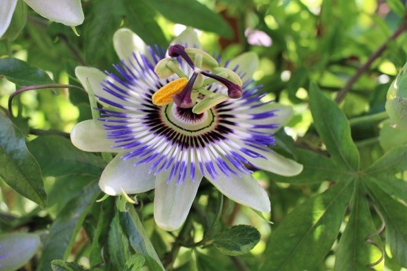 Квітка пристрасті: досвід вирощування пасифлори 